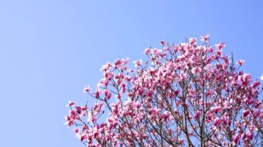 Bahçe manolyası çiçek açan ağaç, arka planda çiçekler, yavaş çekim, doğa