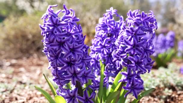 Jacinto o flor de jacinto color púrpura, primer plano cámara lenta, primavera — Vídeo de stock