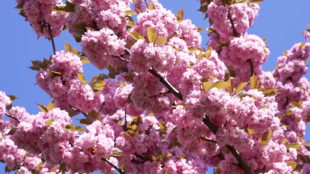 Mooie roze japanse kers bloem bloeien, natuur — Stockvideo