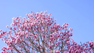 Pembe manolya ilkbaharda çiçek açar mavi gökyüzünde, yavaş çekim, bahar çiçekleri