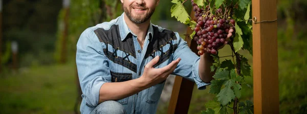 Bonde vid vinrankan. Vinodlare med druvklasar. manlig vingårdsägare. professionell vinodlare — Stockfoto