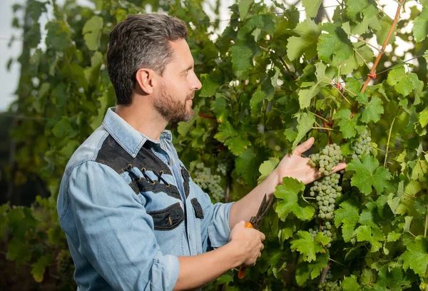 Enologist cut grapes with gardening scissors, vineyard — Stock Photo, Image