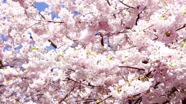Ροζ sakura ανθισμένα τσαμπιά στην ανοιξιάτικη φύση, αργή κίνηση, άνοιξη — Αρχείο Βίντεο