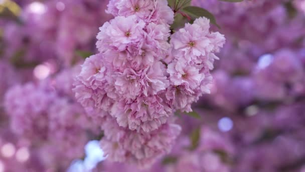 Ramas de hermoso rosa flor de cerezo japonés floración de sakura, árbol japonés — Vídeo de stock