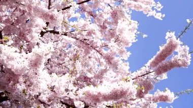 Bahar doğasında güzel sakura çiçekleri, yavaş çekim, doğa