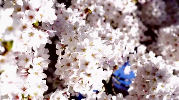 Flor de sakura en la naturaleza de primavera, primer plano cámara lenta, primavera — Vídeo de stock