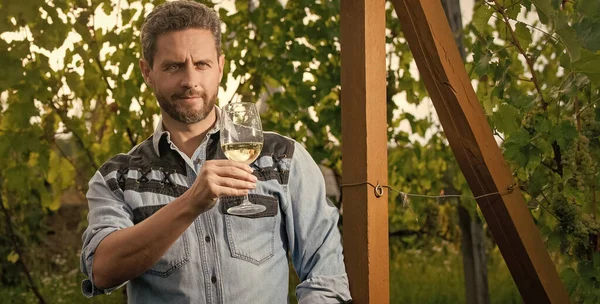 smiling bearded winemaker man hold wineglass at vineyard outdoor, wine-grower