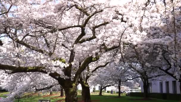 Sakura virágzás tavasszal természet a városi parkban, nyáron — Stock videók