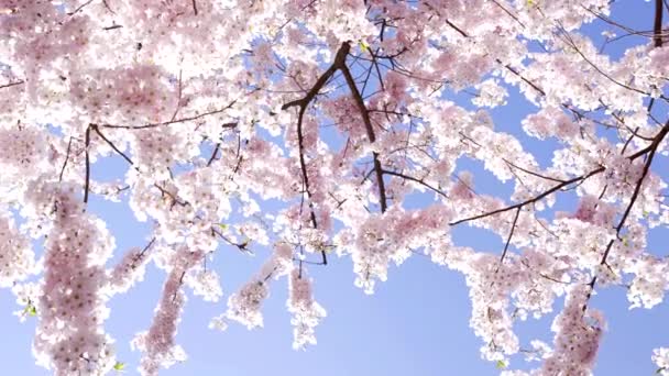 Kwiaty japońskiego drzewa wiśniowego, powolny ruch, wiosna — Wideo stockowe