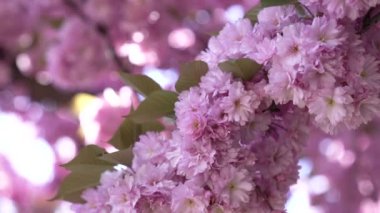 güzel pembe Japon kiraz çiçeği sakura çiçekleri, seçici odak, bahçe
