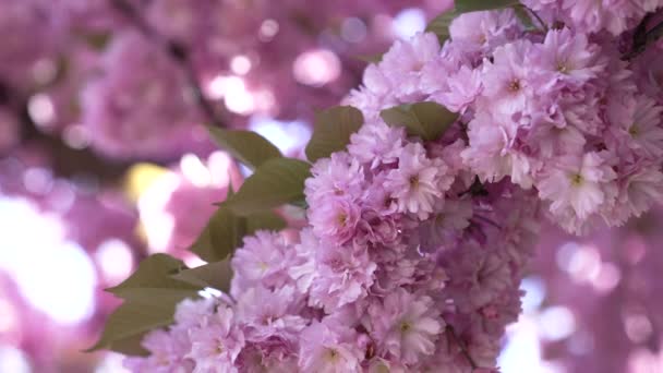 Hermoso rosa flor de cerezo japonés floración de sakura, enfoque selectivo, jardín — Vídeo de stock