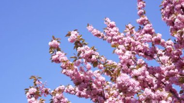 Sakura pembe Japon kiraz çiçeği gökyüzünde çiçek açıyor, çiçek açıyor.