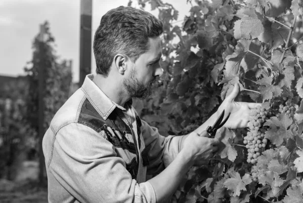 Wijnstok gesneden door enoloog met schaar, tuinieren — Stockfoto