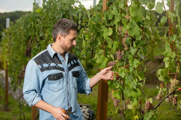 Enólogo con tijeras de jardín. granjero cortar vid. racimo de uvas viticultoras. — Foto de Stock