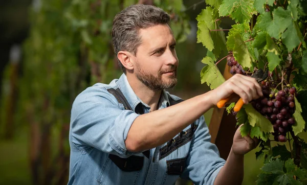 Agriculteur coupé la vigne. vinedresser coupe grappe de raisins. propriétaire mâle du vignoble. — Photo