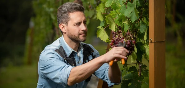 Mannelijke wijngaard eigenaar. rijpe wijnboer op druivenkwekerij. man oogstmachine op zomeroogst. — Stockfoto