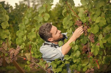vintner man cutting grapevine with garden scissors, harvest.