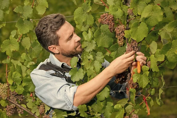 Vinedresser Cutting Grapes Bunch Male Vineyard Owner Professional Winegrower Grape — Foto de Stock