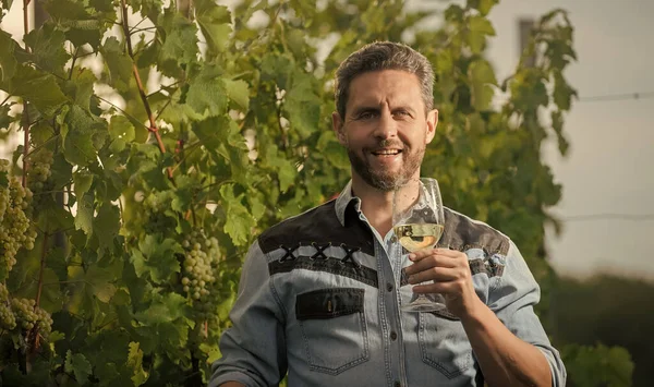 bearded man with wine glass. happy enologist with wineglass. sommelier. farmer drink wine. cheers. vinedresser drinking. male vineyard owner. professional winegrower on grape farm.