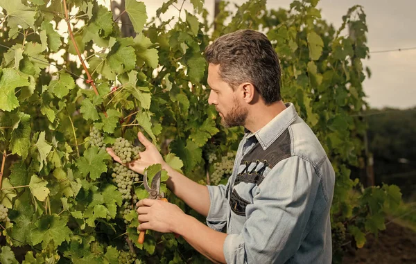 harvester cut grapes with gardening scissors, vineyard.