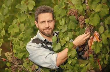 Bağcıkçı bahçe makası ile üzüm kesti, yaz mevsimi..