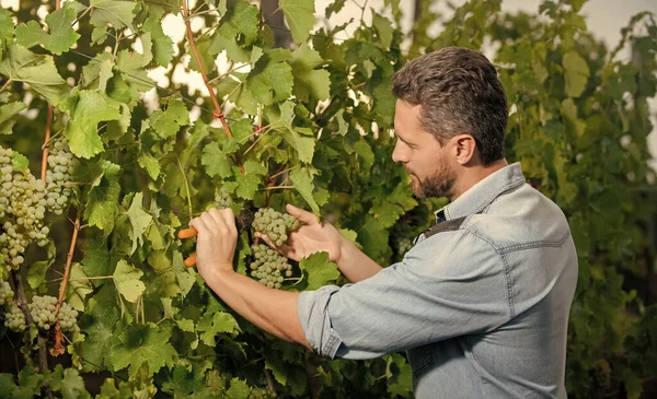 man cut grapes with gardening scissors, harvesting.
