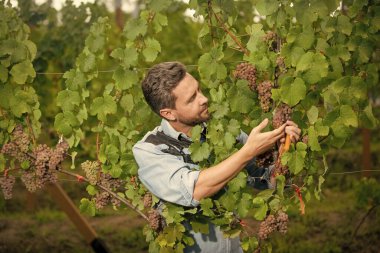 Üzüm biçme makinesi tarafından kesilmiş üzüm makası, yaz.