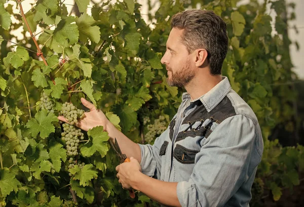 Énologue Couper Les Raisins Avec Des Ciseaux Jardinage Vignoble — Photo