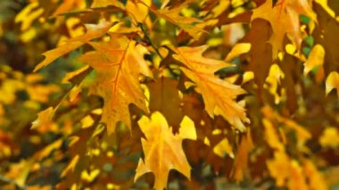 slow motion of autumn oak leaves. season leaves in autumn. leaves in autumn nature.