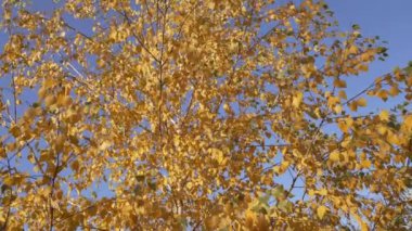 fall birch tree with yellow leaves. fall leaves on birch tree. slow motion of fall yellow leaves.