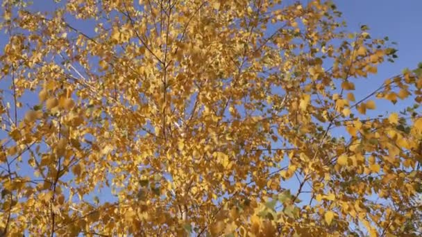 Fall Birch Tree Yellow Leaves Fall Leaves Birch Tree Slow — стоковое видео