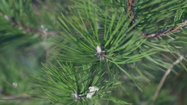 Evergreen Pine Tree Branch Green Color Evergreen Pine Tree Selective — Vídeo de stock