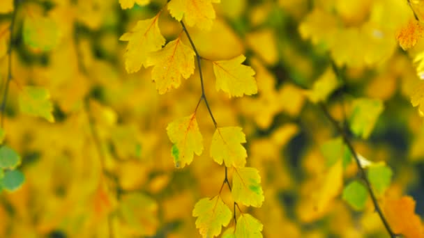 Autumn Season Yellow Leaves Autumn Season Leaves Selective Focus Slow — Vídeos de Stock