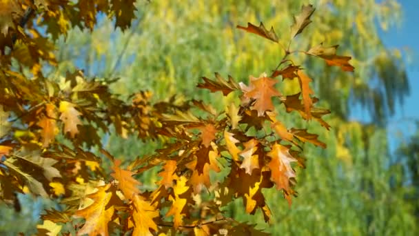 Höstlöv Årstiderna Går Hösten Löv Hösten Natur — Stockvideo