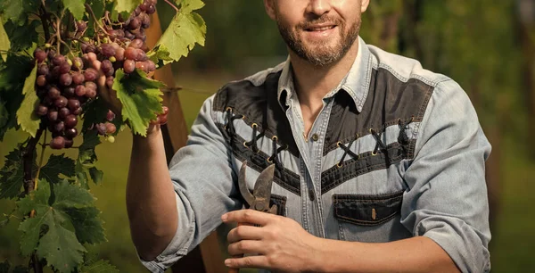 winegrower cut grapes with gardening scissors, fruit.