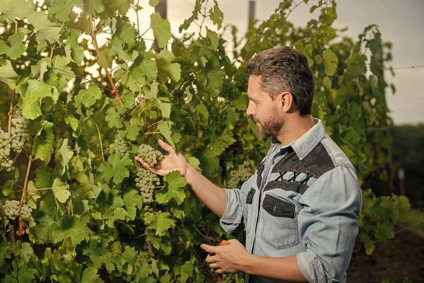 Agriculteur Coupé Vigne Vinedresser Coupe Grappe Raisins Propriétaire Mâle Vignoble — Photo