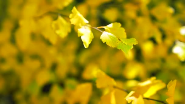 Ramo Albero Caduta Con Foglie Gialle Foglie Cadute Fuoco Selettivo — Video Stock