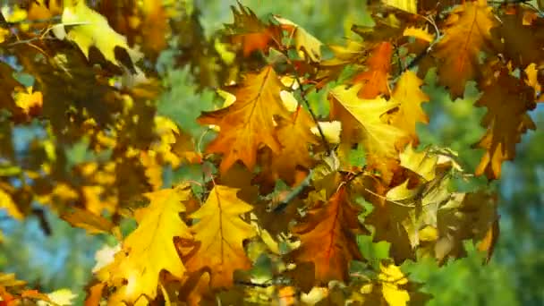 Podzimní Příroda Dubovými Listy Sezónní Listy Podzimní Přírodě Listy Podzimní — Stock video
