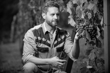 Şarap üreticisi tarafından makas ve şaraphaneyle kesilmiş üzüm asmaları..