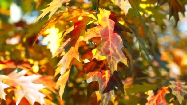 Listy Podzimního Dubu Podzimní Dub Zanechává Jasnou Barvu Zpomalený Pohyb — Stock video