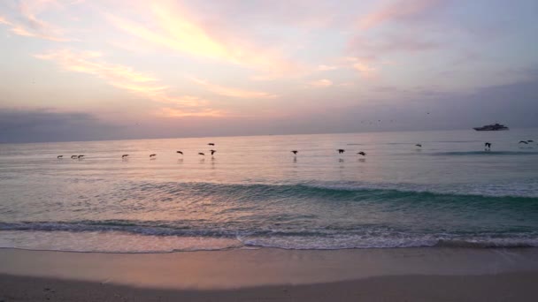 夕日の空に鳥が水面に近づき水平線に浮かぶ美しい海アフターグロー — ストック動画