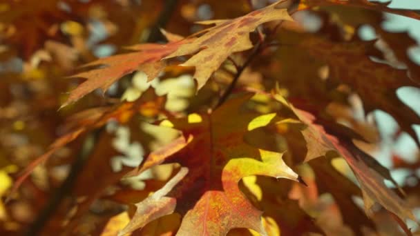 Chute Feuilles Chêne Feuilles Chêne Automne Foyer Sélectif Ralenti Des — Video