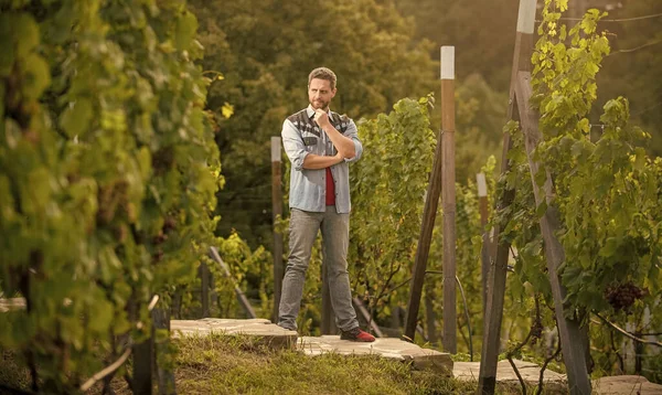 Pondering Handsome Wine Maker Vintner Winery Farmer Vinedresser Male Vineyard — Stock Photo, Image