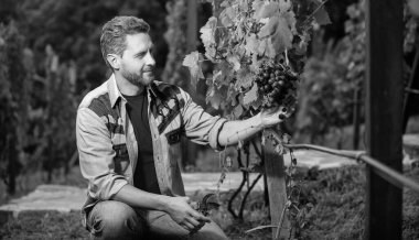 Bahçe makası kullanan bir enolog. Çiftçi dedikoduları kesti. Üzüm kesen bir sirke ustası. Erkek üzüm bağı sahibi. Üzüm çiftliğinde gülümseyen bir şarap üreticisi. Yaz hasadında hasat yapan adam..