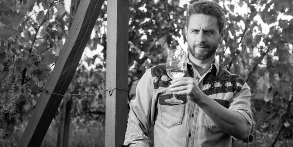 smiling bearded winemaker man hold wineglass at vineyard outdoor, wine-grower.