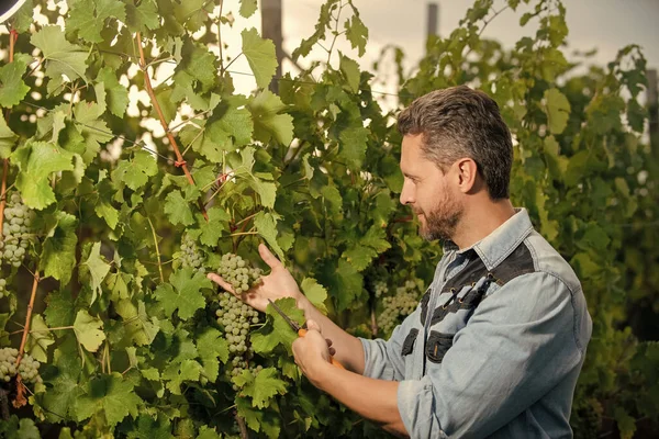 Enologist Ψαλίδι Κήπου Αγρότης Έκοψε Αμπέλια Vinedresser Κοπή Τσαμπί Σταφυλιών — Φωτογραφία Αρχείου