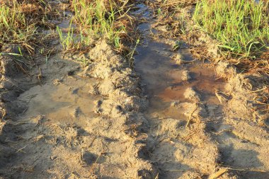 Tarlada yerde traktör tekerlek izleri var.