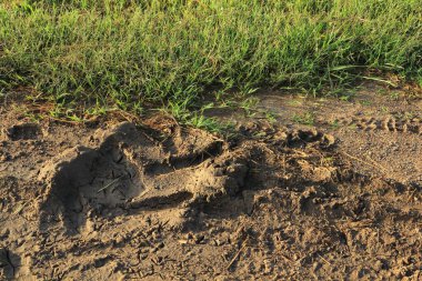 Tarladaki toprakta bir traktörün tekerlek izleri.