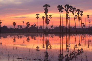 Sabahleyin palmiye bahçesi