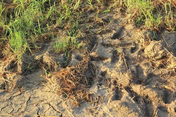 Traktorradspuren Auf Dem Boden Feld — Stockfoto